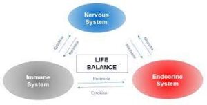How immune system is linked to your hormone system to your nervous system